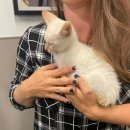 묘생역전 이미지