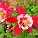 6월2일 탄생화 빨강매발톱꽃 이미지
