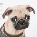 동물사랑애견샵 이미지