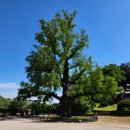 2026 05 08 永川답사(3사관학교, 臨皐서원) 이미지