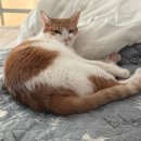 건강n튼튼몰 | [오사카 일상] D+1005日 마지막 일본 회사 퇴사 후기, 가나디와 여유로운 일상