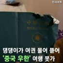 댕댕이가 여권 물어 뜯어 '중국 우한' 여행 못가 위기 모면한 가족 이미지