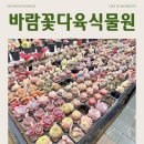 하니다육 | 식목일 맞아 다녀온 세종 바람꽃 다육식물원, 키우기 쉬운 다육이 데려온 후기
