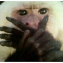 단계반점 이미지