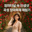 🌹 장미로 물드는 하루 ‘All Day Rose’｜곡성세계장미축제 2025 후기