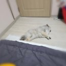 영수펜션 | [경남/거제] 거제도가성비펜션 영수애견동반펜션 가격,위치 내돈내산 솔직후기