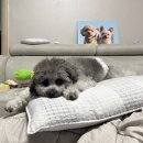 몽실묭실 | 강서구 화곡동 애견미용 실버푸들 스포팅 잘하는 몽실묭실 내돈내산 후기