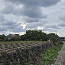 제주청개구리부동산중개 이미지