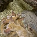 옹기종기 이미지