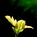 다시오마 이미지