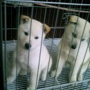 스마일하우스 Daum카페