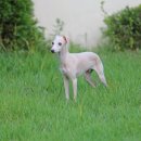 퍼피 켄넬 이미지