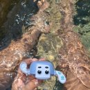 아쿠아필드 고양 이미지