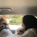 퍼피펜트하우스 이미지