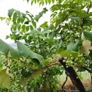 대광농장2 이미지