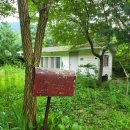 우체국 이팝나무 이미지