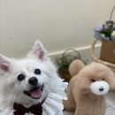 아미고펫 이미지