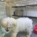 빼로독 강아지 안양평촌점 이미지