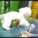 단비펫살롱 이미지