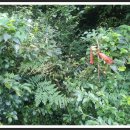 애월다래네 이미지