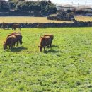 평안목장 이미지