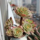 그린로즈 이미지