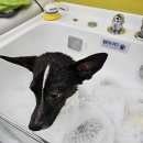 하루Dog달이와나나의하루 | 관설동 애견미용, 하루dog