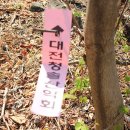 봄빛색