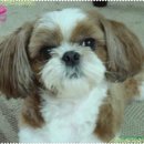 신림동-6 이미지