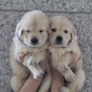 구산동 강아지 | 구산동강아지분양무료 골든리트리버 애교쟁이