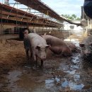 사조농장 이미지