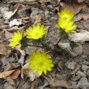 상천리-3 이미지