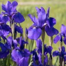 늘푸른농원 이미지