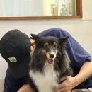 24시 아이동물메디컬센터 | 부천 원종 24시아이동물메디컬센터 강아지담낭슬러지 강아지담낭제거 수술 솔직 후기