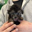 김해 강아지분양 고양이분양 도그하우스 외동점 이미지