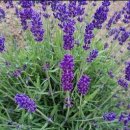 코리아 애견 이미지