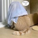 [산타세이 내돈내산 후기] 모의고사와 실제 토익 스피킹