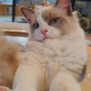 미어캣인더시티 이미지