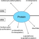 Re: 활성산소의 단백질 손상 vs 유익함에 대한 탐구!! 이미지