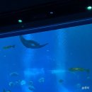 The Shark | 🇸🇬싱가포르 오셔너리움 후기 (구 S.E.A 아쿠아리움)｜티켓·관람시간·볼거리