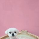 루이스독 이미지