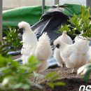 백봉닭농장 이미지