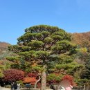 내서농협 앞 | 곤지암 화담숲 20251106 실시간 단풍 현황/예약방법/취소표꿀팁/소요시간/방문 후기 🍁🍂