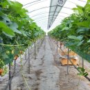 해미농장 이미지