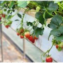 연세대 태권도 이미지