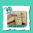 대학찰옥수수 | 7분 완성 무주대학찰옥수수 시식 후기(ft.찜판 활용)