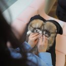 부산강아지분양 테디럽 명지본점 | 강동동강아지분양 후기! 테디럽 방문해서 직접 확인한 내용들