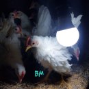 🐤✔️역모곱슬 백자보 태어나서. 이미지