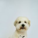 살롱드 펫 이미지