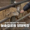 늘솔길공원양떼목장 네이버블로그